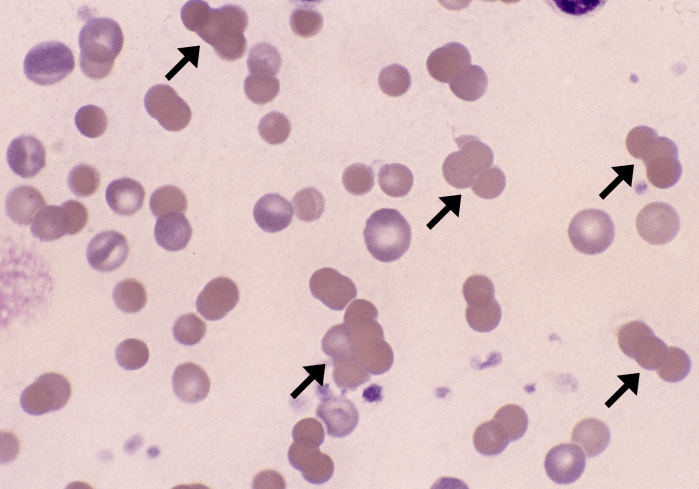 Agglutination 1 (Canine 1) ARROWS