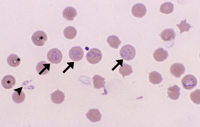 Babesia 6 (Babsia bovis 2) ARROWS