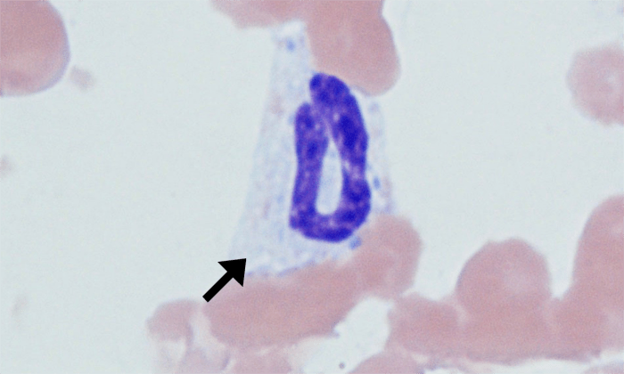 Bands 12 (Feline 1) ARROWS