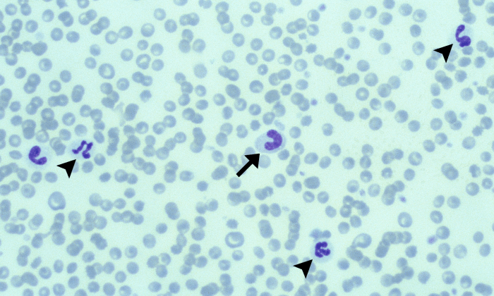 Bands 2 (Canine 2) ARROWS