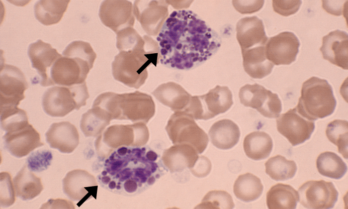 Eosinophils 1 (Canine 1) ARROWS