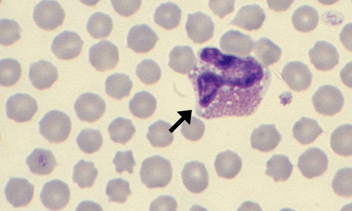 Eosinophils 7 (Bovine 1) ARROWS