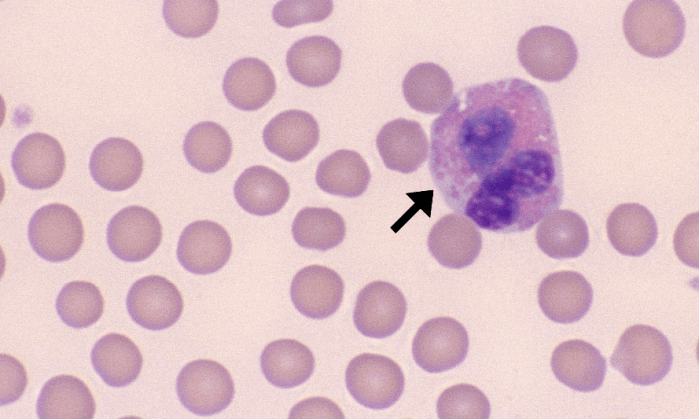 Eosinophils 8 (Bovine 2) ARROWS