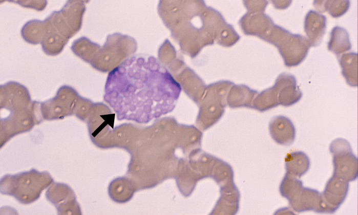 Eosinophils 9 (Equine 1) ARROWS