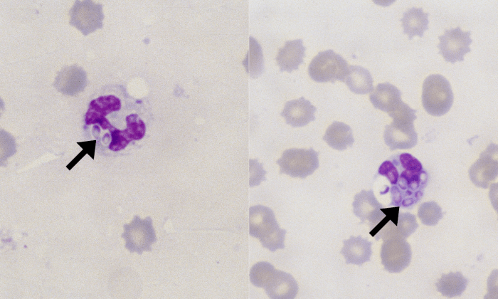 Histoplasma 1 (Canine 1) ARROWS