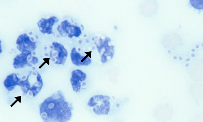 Histoplasma 2 (Canine 2) ARROWS