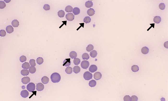 Mycoplasma 1 (Feline 1) ARROWS
