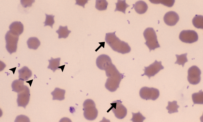 Mycoplasma 2 (Feline 2) ARROWS