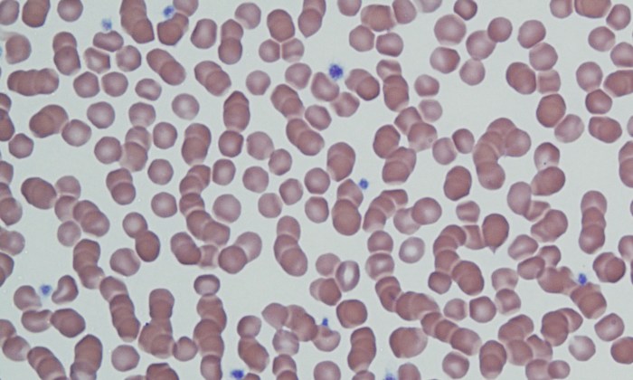 Rouleaux 4 (Feline 4)