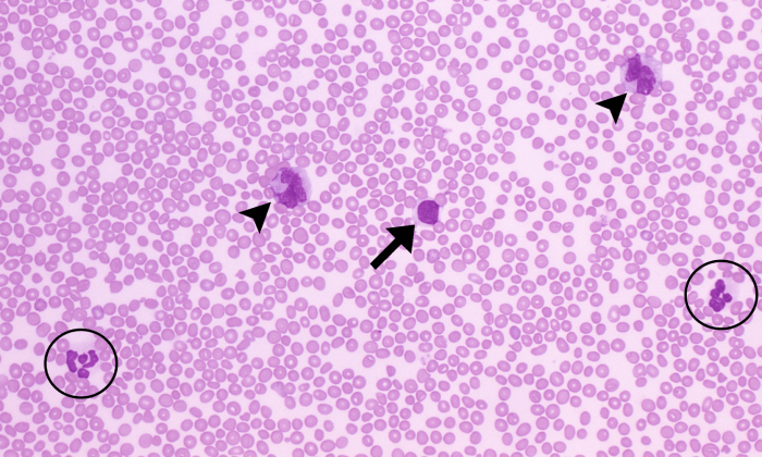 Lymphocytes 15 (Goat 1) ARROWS