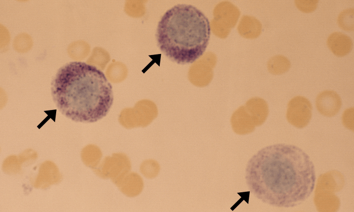 Mast Cells 4 (Feline 1) ARROWS