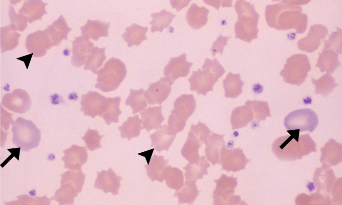 Normal Porcine 1 ARROWS