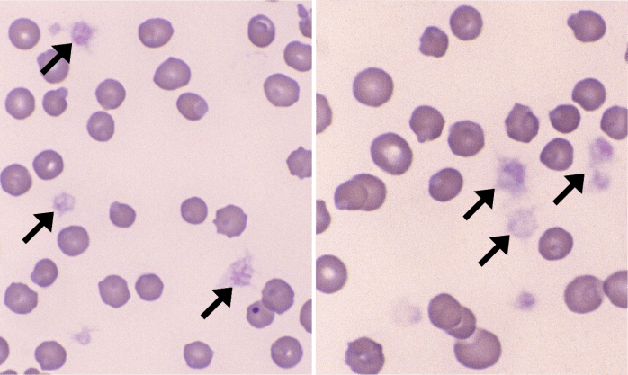 Activated Platelets 1+4 (Feline 1+4) ARROWS