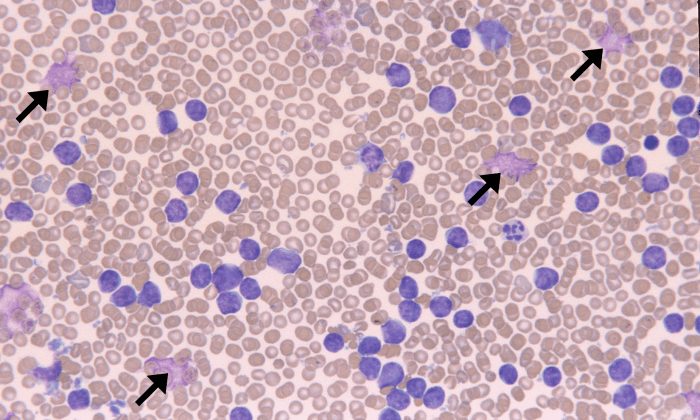 ALL 6 (Canine 5) ARROWS