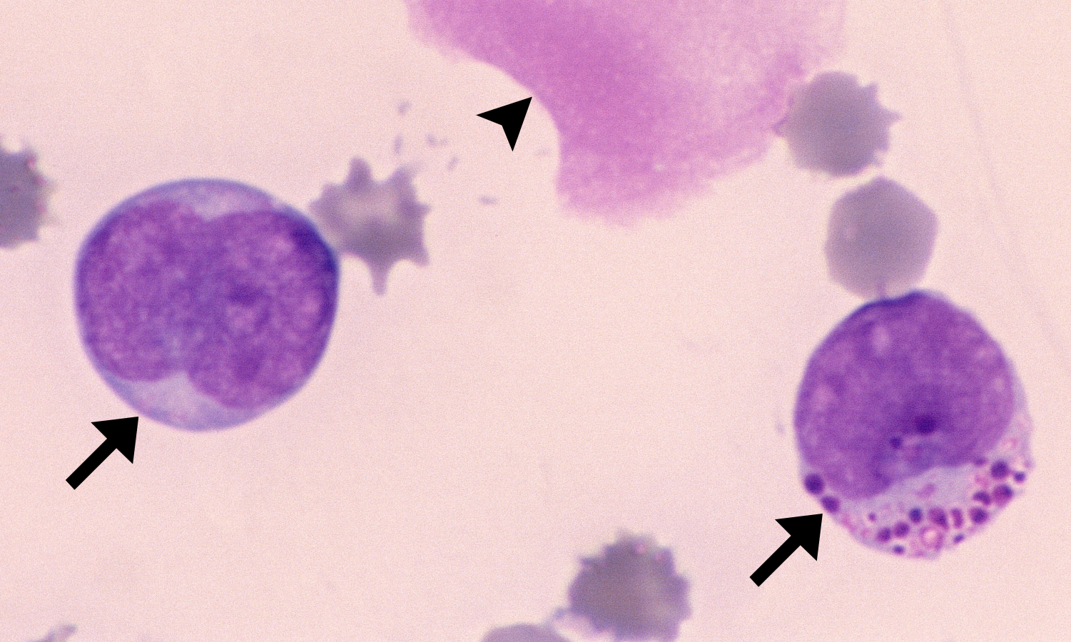 LGL 2 (Canine 2) ARROWS