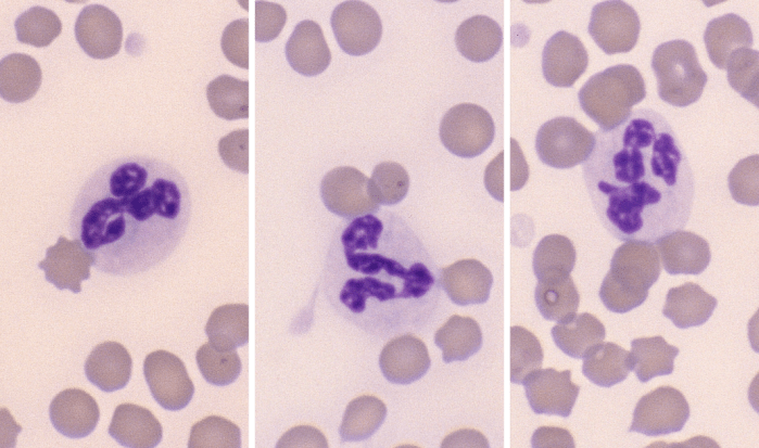 Neutrophils 4-6 (Equine 1-3) ARROWS