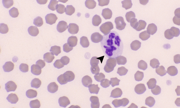 Platelets 6 (Equine 1) ARROWS