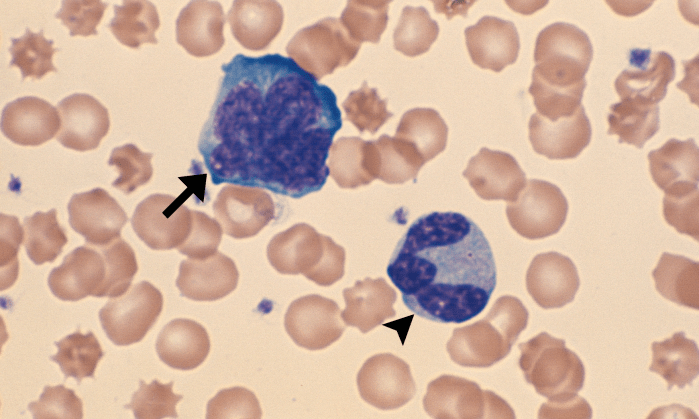 React Lymphocytes 4 (Canine 4) ARROWS