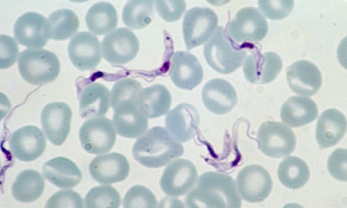 Trypanosomes 2 (Canine 2)
