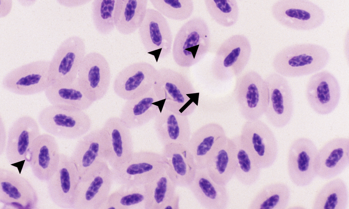 Normal Exotics 2 (Hawk 1 - Hemoproteus) ARROWS